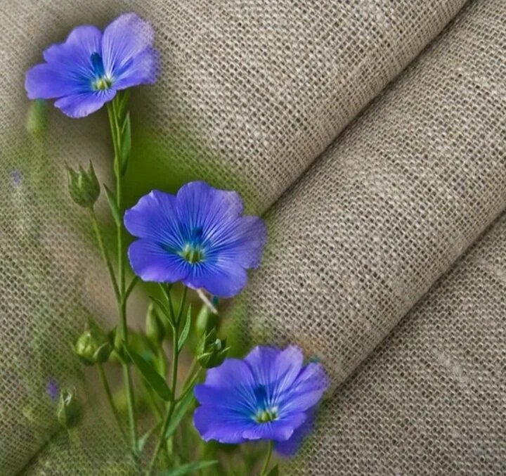 Скрин из Яндекс.Картинок 