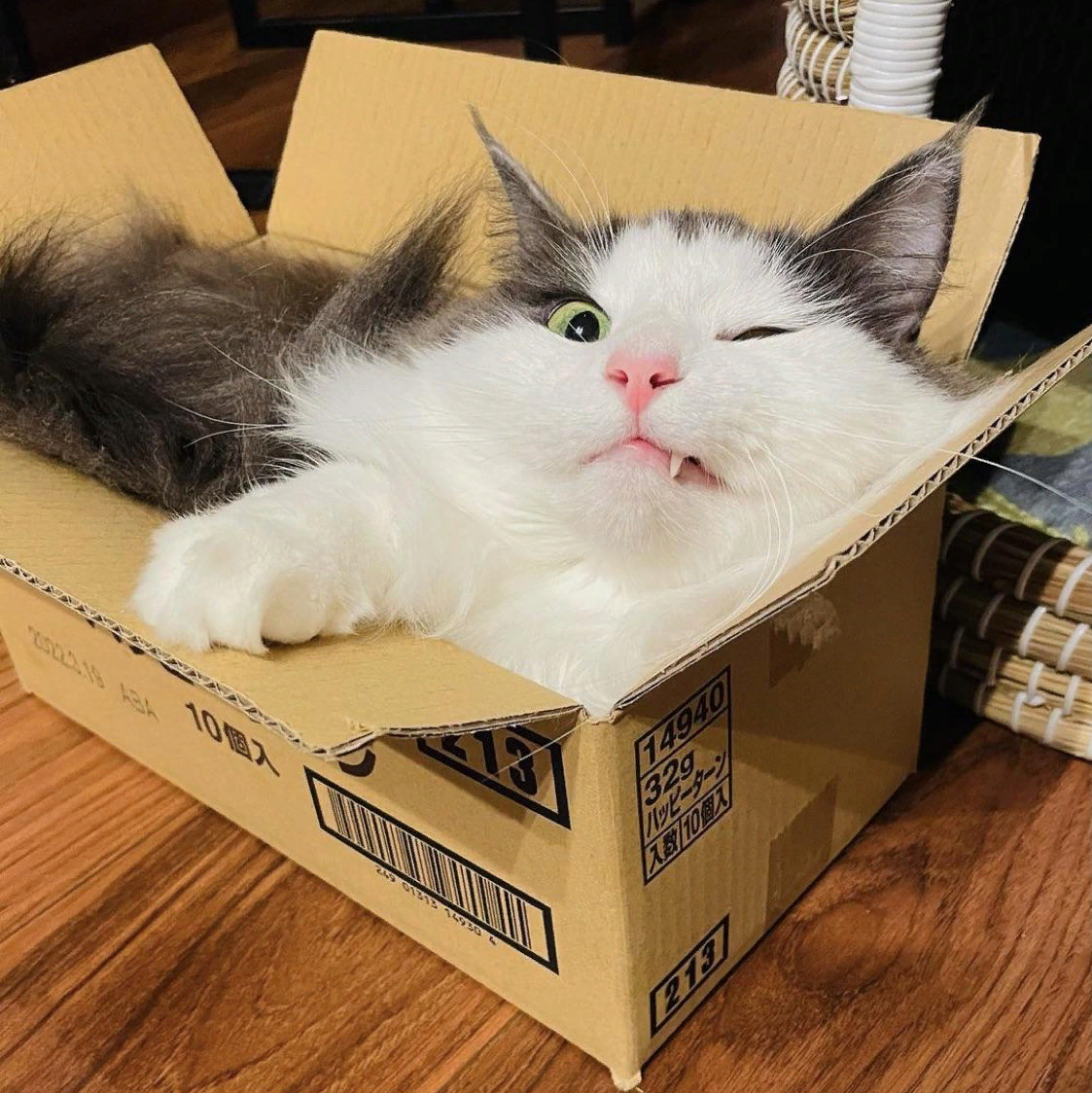 Почему кошки обожают пакеты: научное объяснение