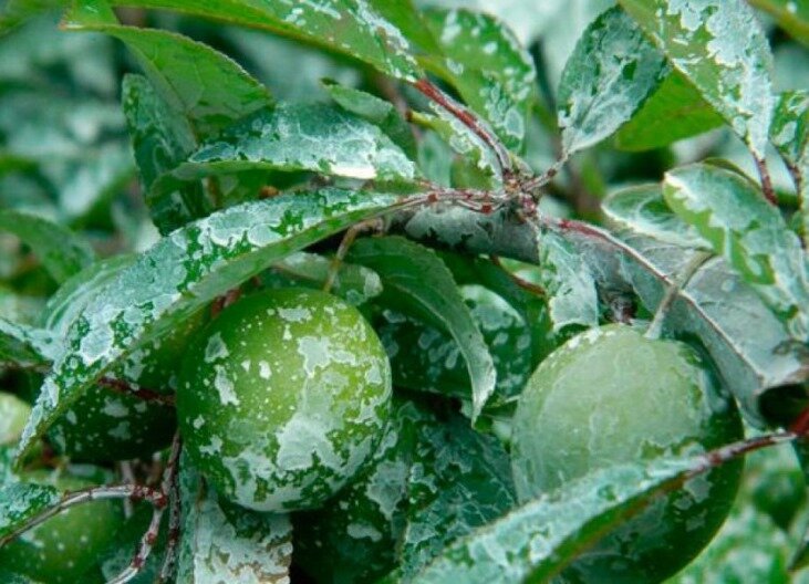 Млечный блеск на сливе