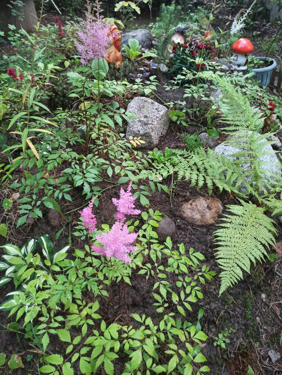 Астильбы на горке. Вокруг почти ничего нет, потому что условия для жизни непростые.. 