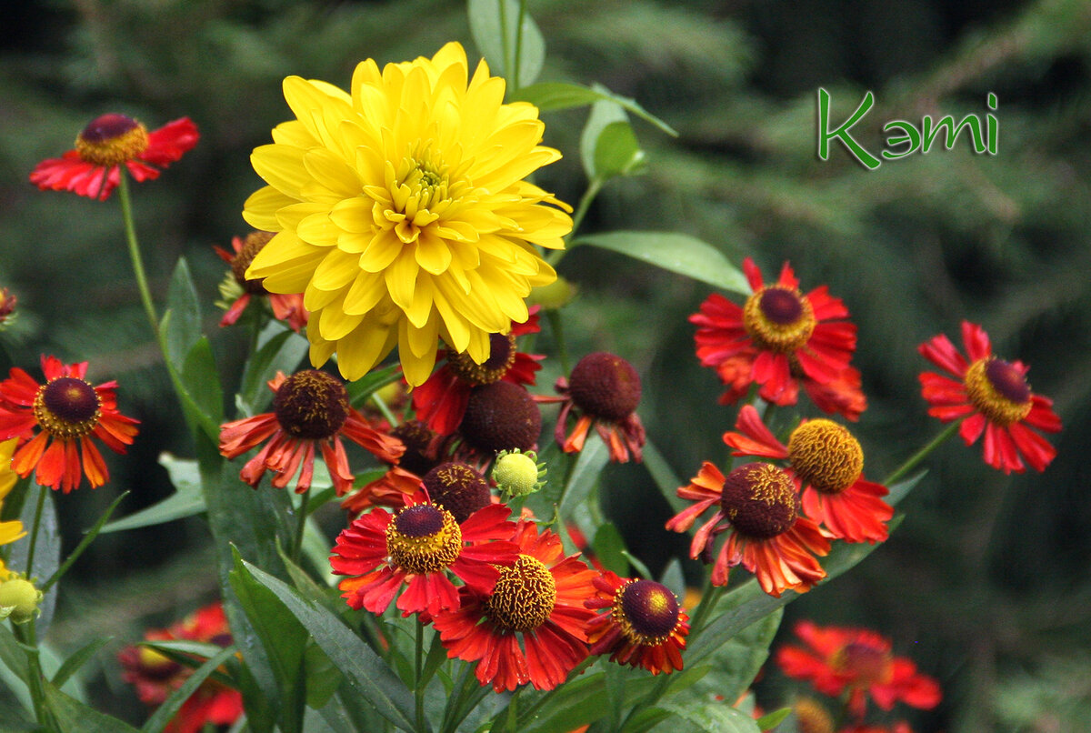 Рудбекия Rudbeckia Flamenco Yellow