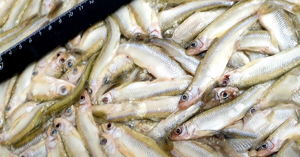 Корюшка малоротая НР, smelt W/R,  Hypomesus olidus (ООО «Восточный рыбокомбинат», ООО «ВРК»)