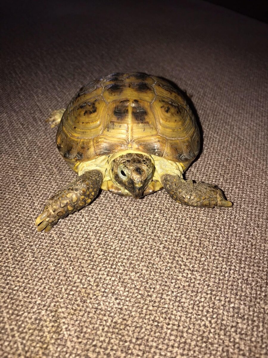 Лола🐢
