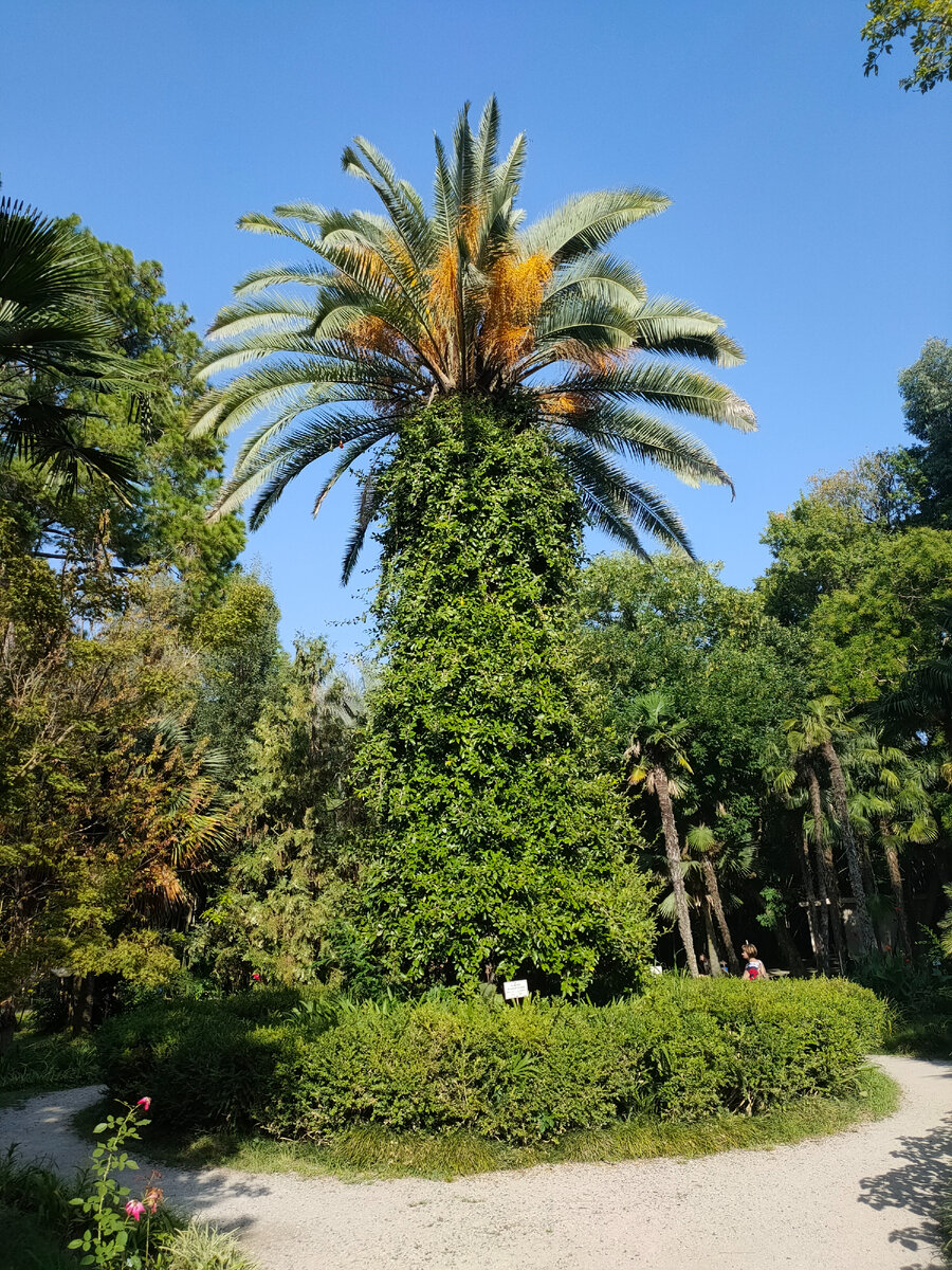 Если оказались в Сухуме, то сходите в ботанический сад, - рекомендовали мне туристы- он самый старый на Кавказе. Вот я отправилась посмотреть, что же там такое особенное есть.-8