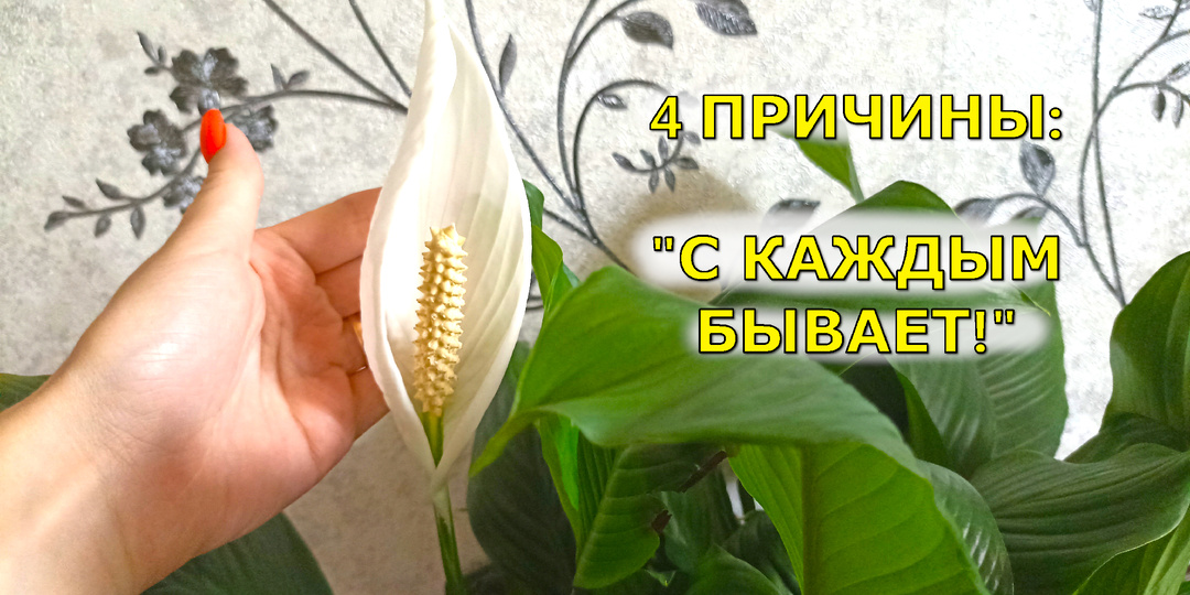 Почему спатифиллум не цветёт? 4 причины и на примере моих растений. Исправьте ошибки - увидите цветы