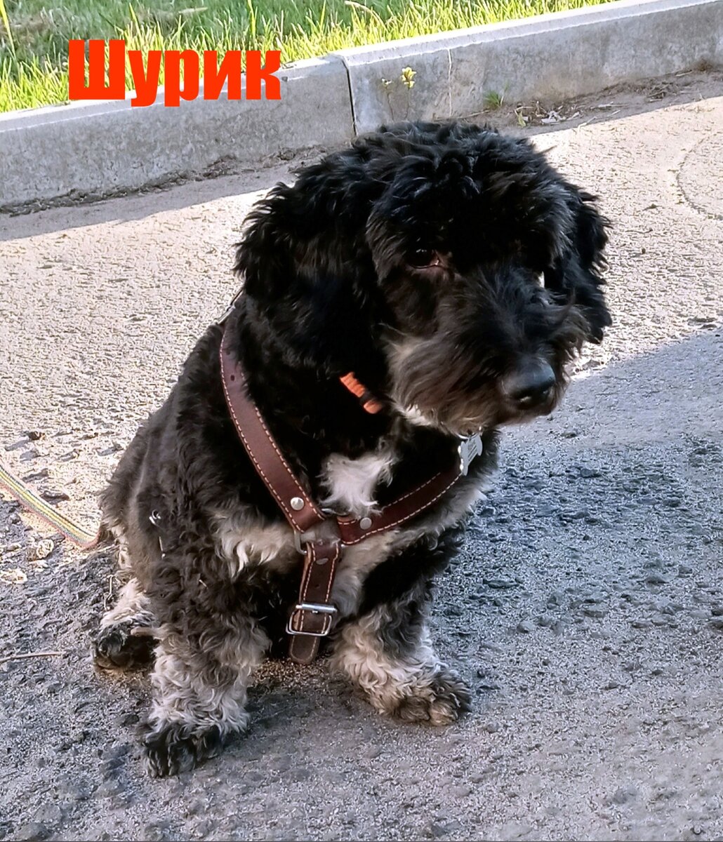 Шурик со стрижкой)