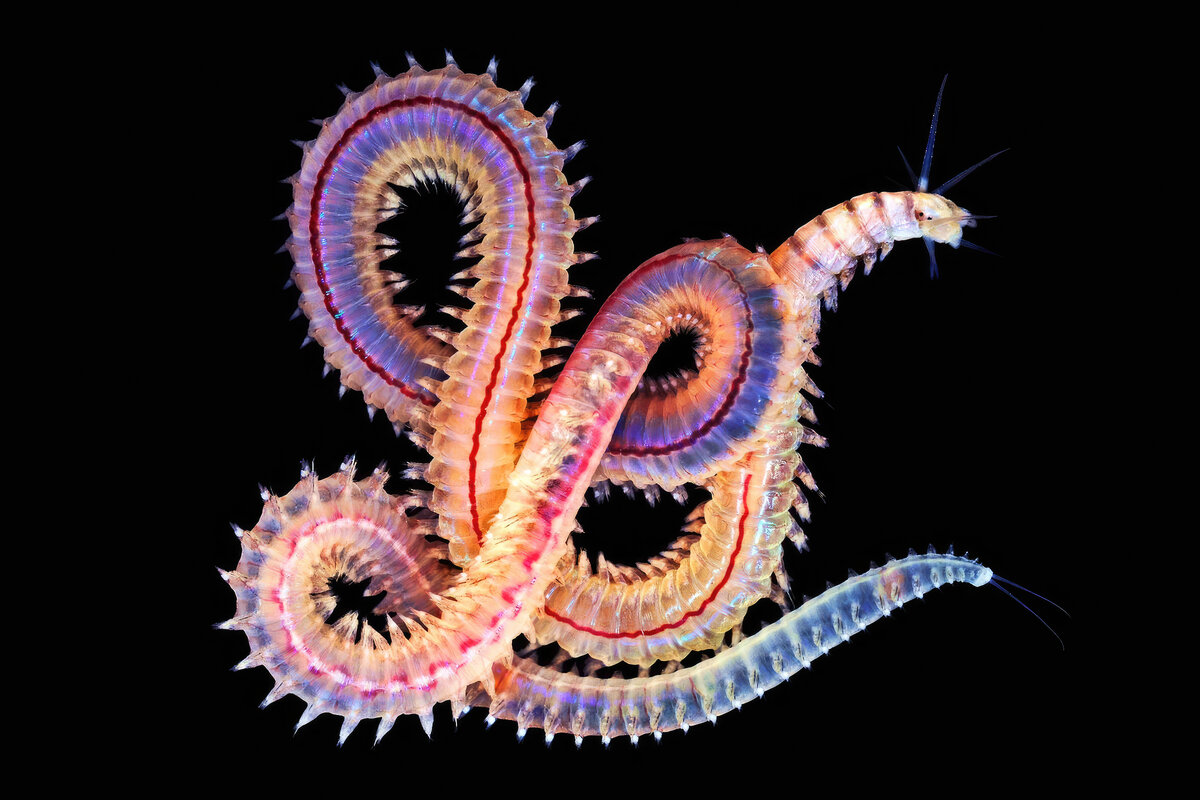 Многощетинковые черви полихеты. Многощетинковые морские черви полихеты. Многощетинковые черви Нереида. Многощетинковый кольчатый червь. Первые кольчатые черви