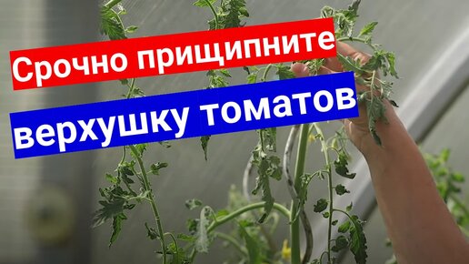 Прищипка верхушки у томатов в августе. Самая простая формировка томатов для новичков