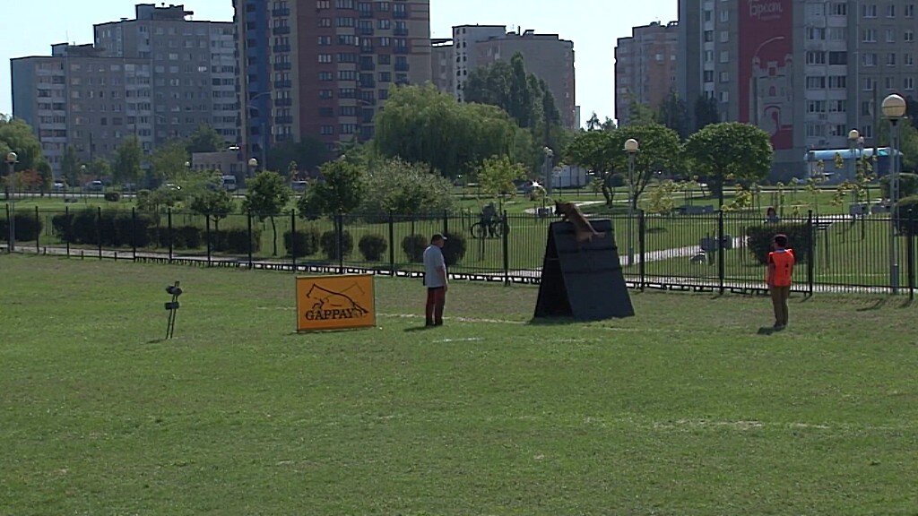 Конкурс кинологов «Кубок Зубра» прошел в Бресте