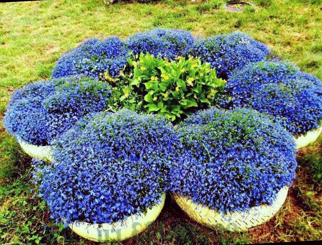 Цветы для клумбы. Агератум, обриета, алиссум. Однолетник гелиотроп. Рабатка тунберга однолетник. Агератум алиссум вербена лобелия.