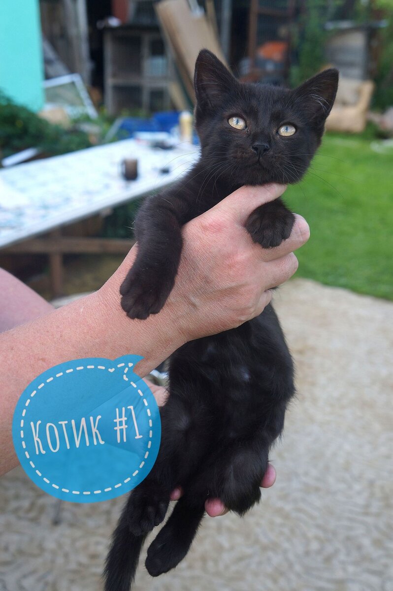 Котик уголек. Котёнок уголёк. Маленький чумазенький. Котенок Уголек и ворона Матрена слушать