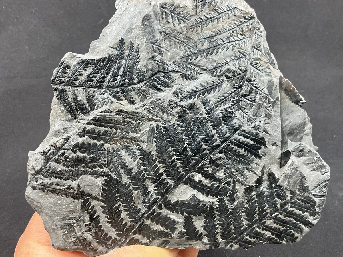 1. Pecopteris plumosa, фото Brabantse Lee