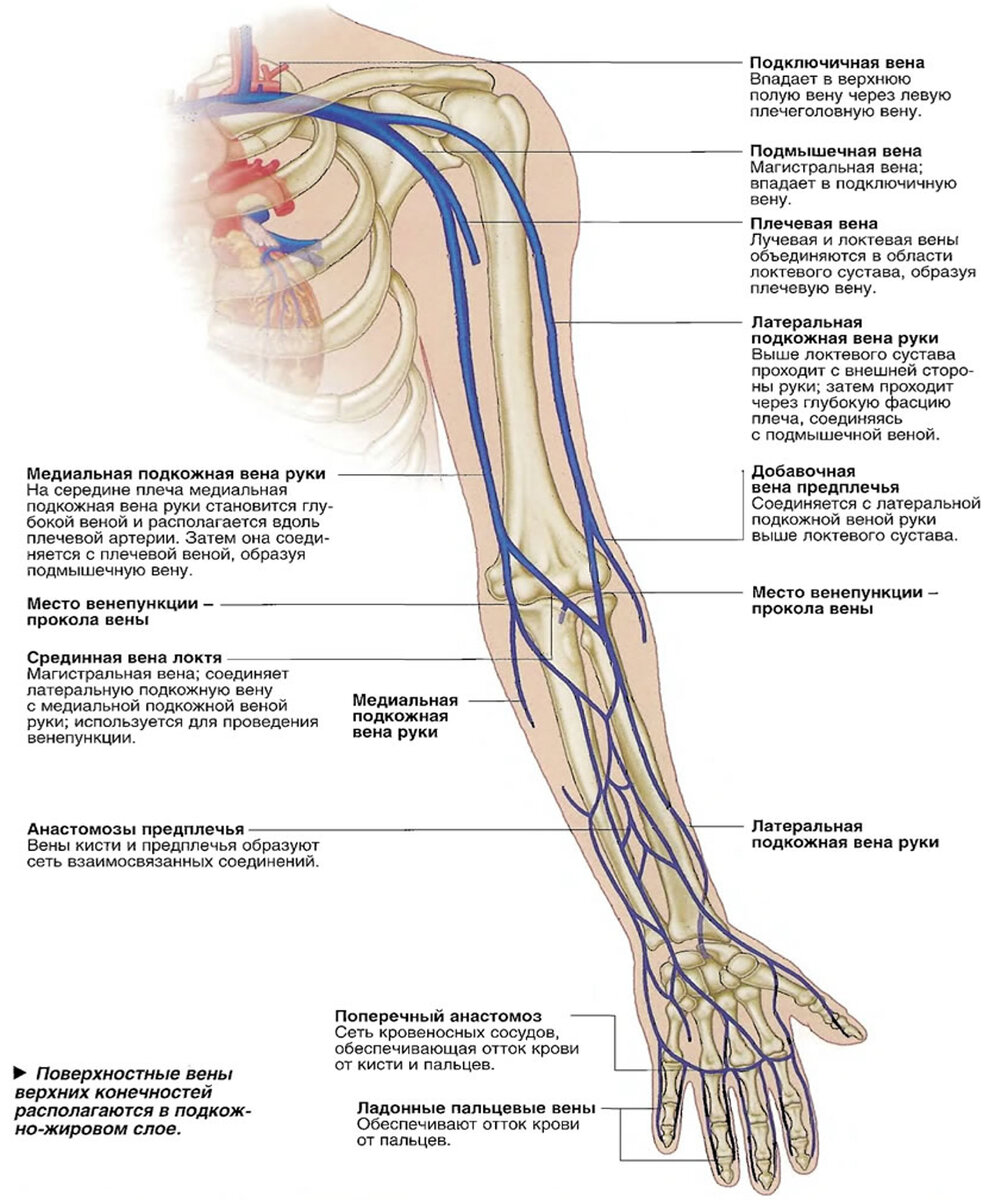 Кровообращение верхней конечности. Поверхностные вены верхней конечности (вид спереди). Анатомия вен верхних конечностей схема. Подкожные вены верхней конечности анатомия. Вены верхней конечности анатомия схема.