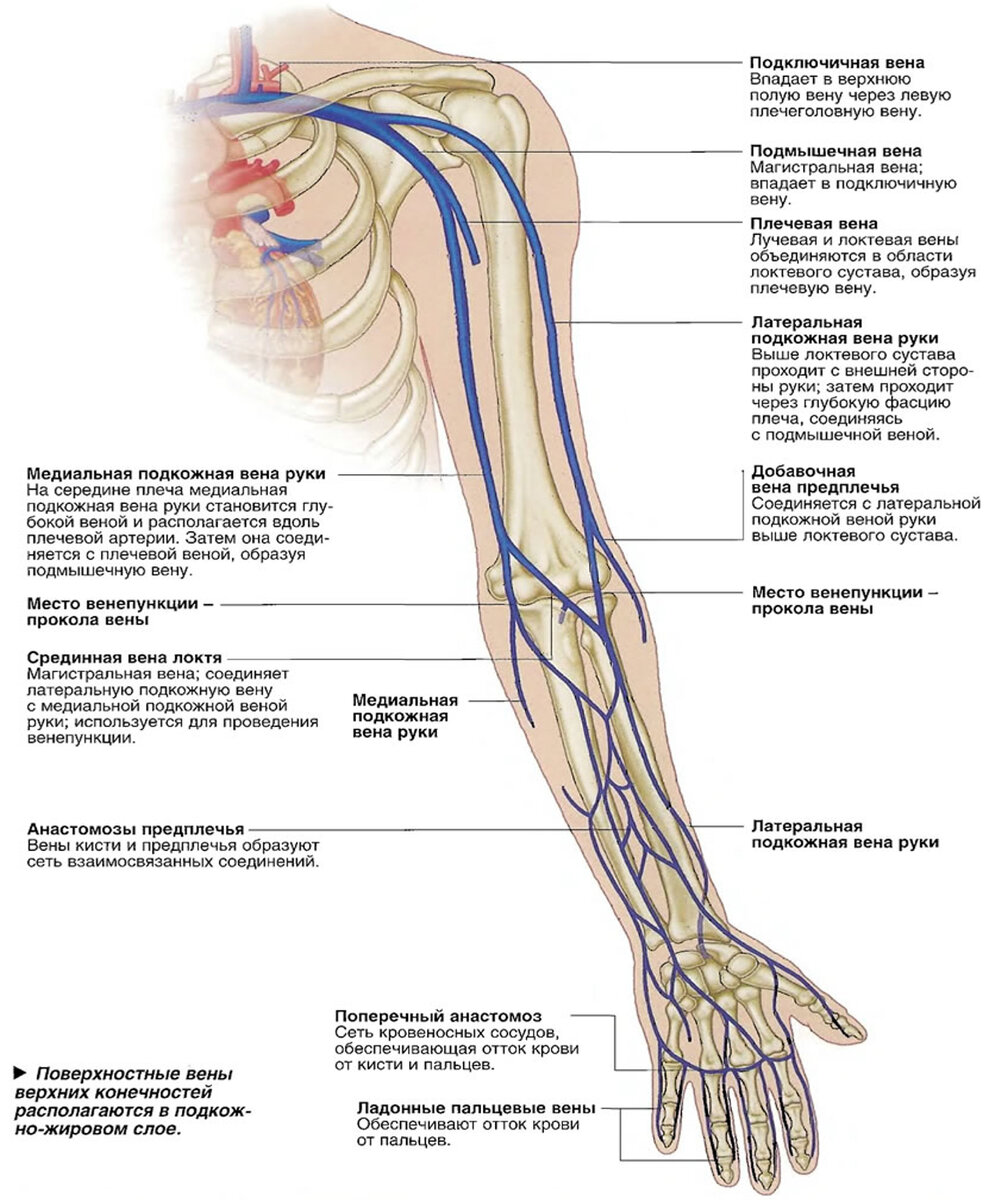 Вены верхних конечностей анатомия