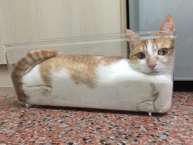 "Текучесть" котов стала предметом научного внимания/ ©pikabu.ru
