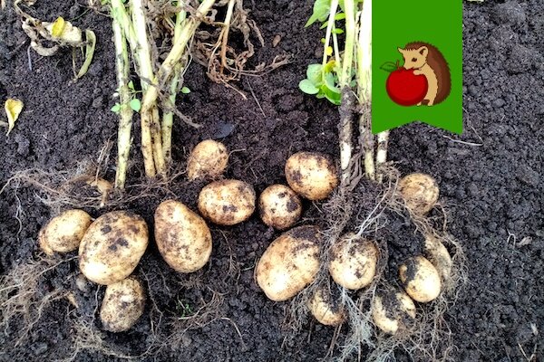 Благоприятные дни для уборки урожая картофеля+несколько важных тонкостей процесса (рекомендую соблюсти)