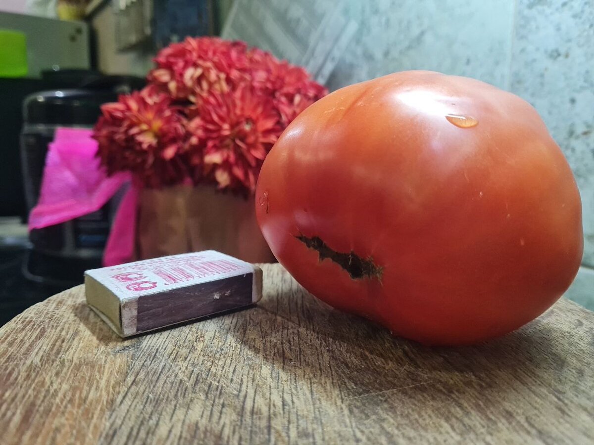 помидорка сорта "Эм Чемпион"