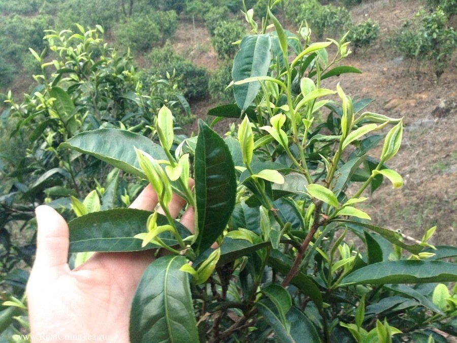 Камелия китайская. Чайное растение 