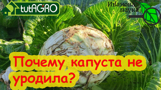 Причины плохого урожая капусты. КАПУСТА БЕЗ СЕКРЕТОВ! Почему пустая кочерыжка и как сделать капусту хрустящей и вкусной.