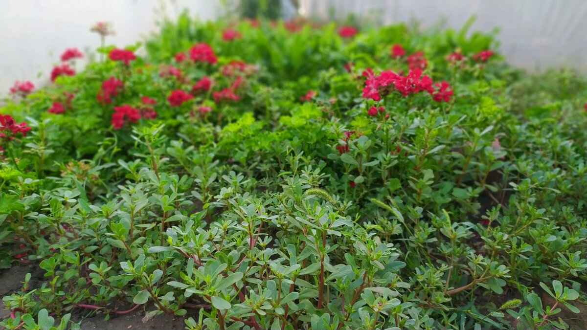 Сорняки любят открытую почву. У меня таких участков совсем мало - скрытые от глаз, укромные уголки, где сажать культурные растения  большого смысла нет, и которые служат мне источником мульчи. Мульча - большая ценность для меня, и вся она идет в цветники. Это не очень нравится сорнякам - они выбирают более легкий путь. Мамины грядки, например, - потому что они не замульчированы.  Именно там я охочусь за портулаком. И все в выигрыше.