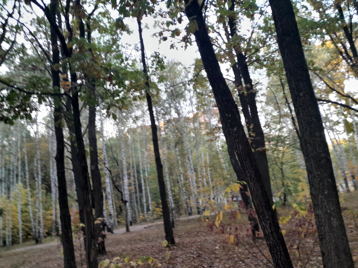 Казань Ноксинский Лес Осень Сентябрь 2023г