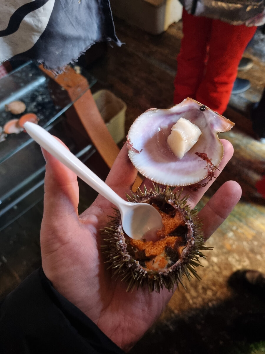 Морской ёж и морской гребешок