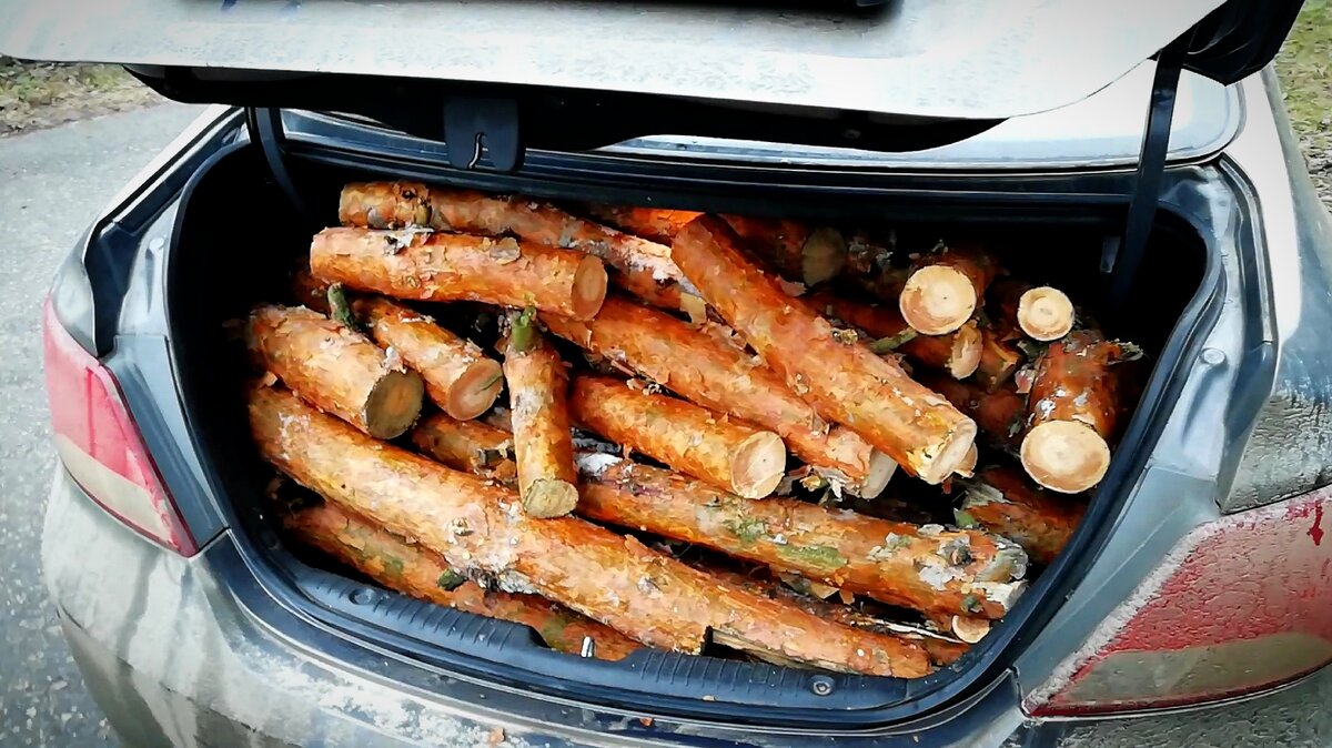  А это вот я урвал, ветки от сосны