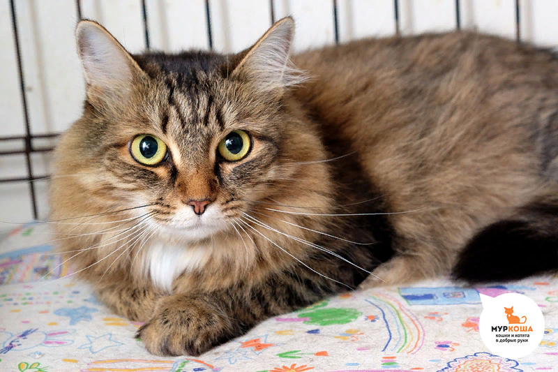 Норма, 6 лет (ДОМА)