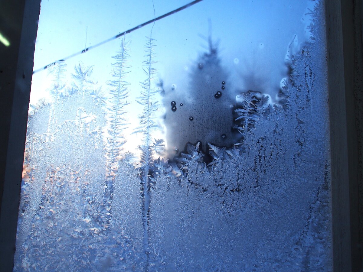 Ёлки на стекле, ёлки за стеклом...