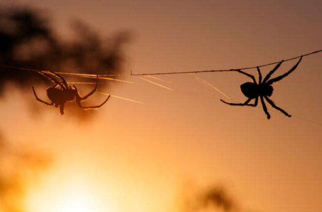 Два паука