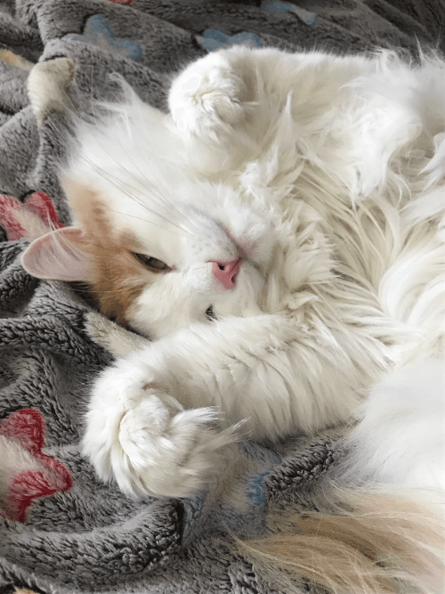 Многие люди полагают, что аллергия на кошек связана с их шерстью, но это совсем не так.Аллергию вызывает тип белка который выделяет кожа животного, а не наличие или отсутствие шерсти.Поэтому покупка кошки без шерсти не решит проблему.К радости аллергиков, есть породы кошек вырабатывающих меньше белка. Одной из них является порода Сибирских кошек.Красивые, крупного телосложения, умные, с пушистой шелковой шерстьюбудут любимы всей семьей.На эту породу кошек около 75% аллергиков нет аллергической реакции.Более подробную информацию можно найти у нас на сайте        http://saibirian.ru/pravda-li-chto-sibirskaya-koshka-gipoallergenna/