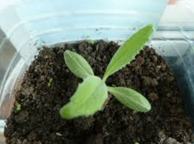 Рассада артишока. Артишок рассада. Артишок листья рассады. Артишок рассада фото. Всходы артишока.