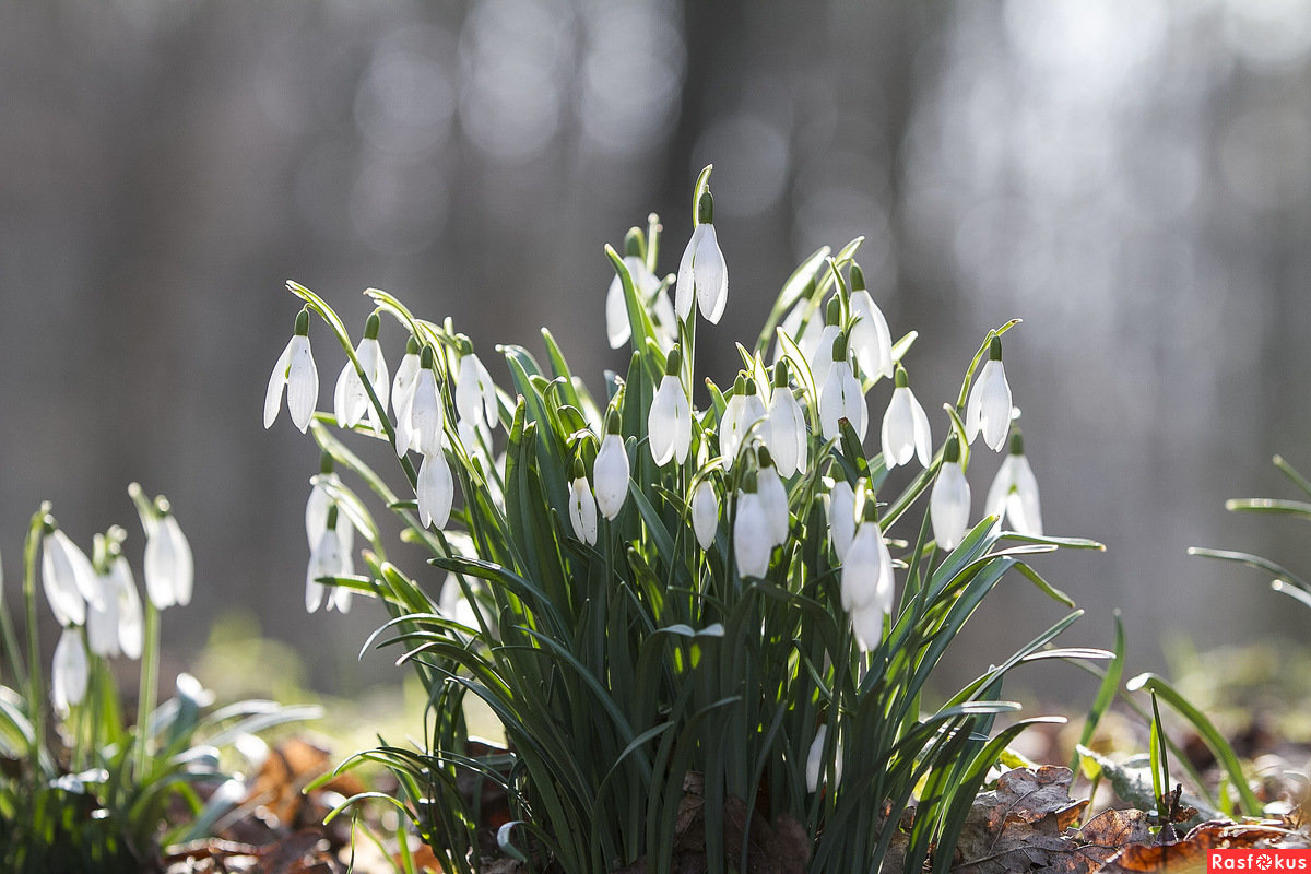 Подснежник