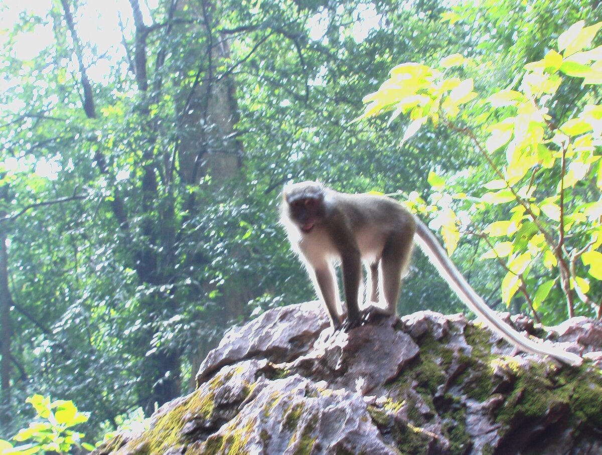 Мартышка позирует. Очень хвостливая.