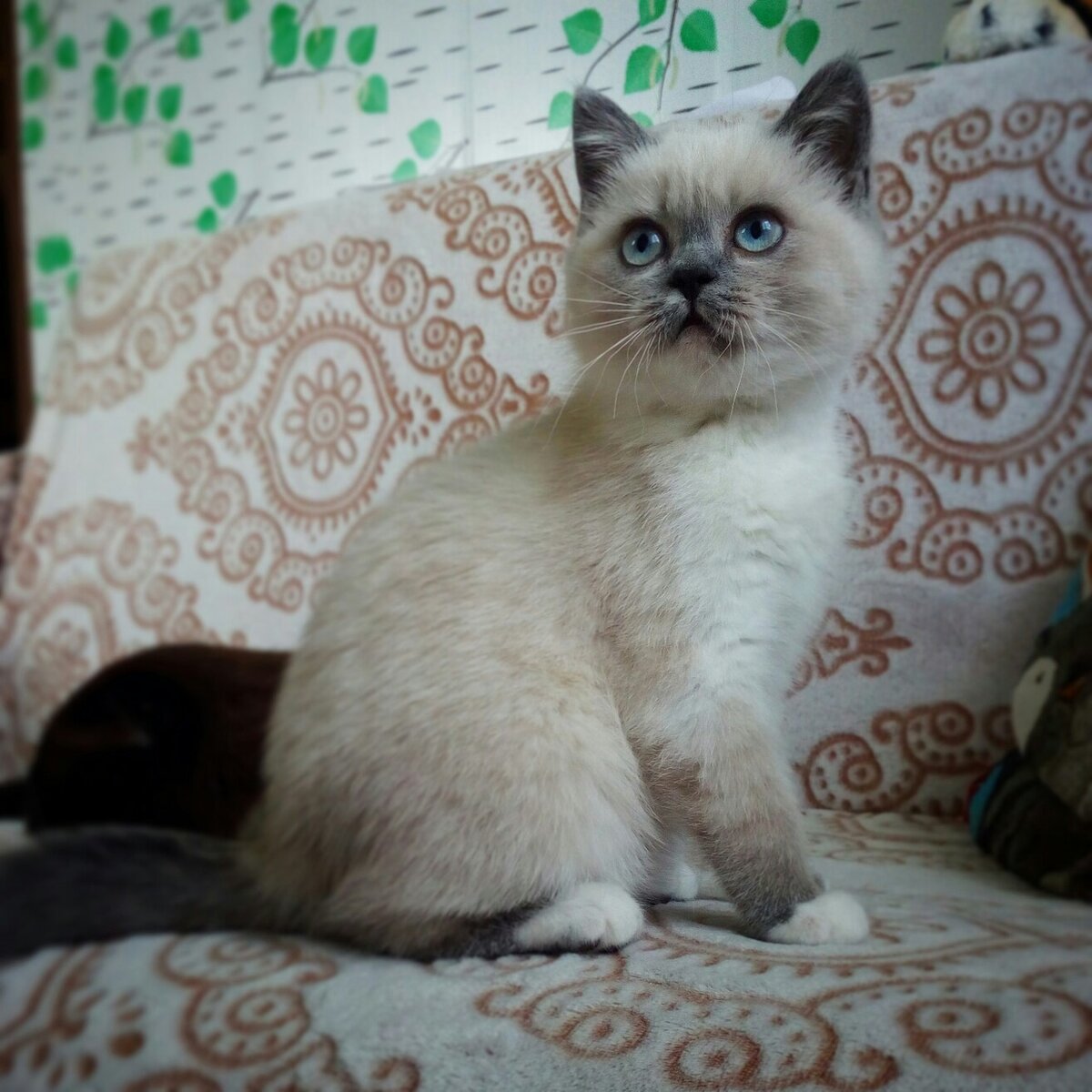 Кошечка Chudo Cherny Tal (блю пойнт биколор)