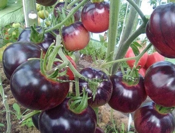 Сорт томатов Аметистовая драгоценность