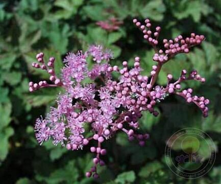 Гибридный лабазник Кахоум