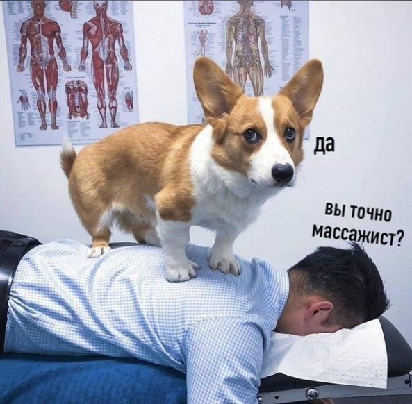https://www.instagram.com/animals_huanimals/