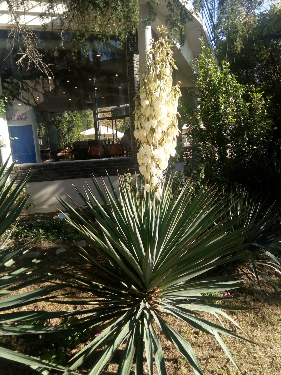 A–Z List of Houseplants That Are Poisonous to Your Cats Yucca plant, Yucca plant