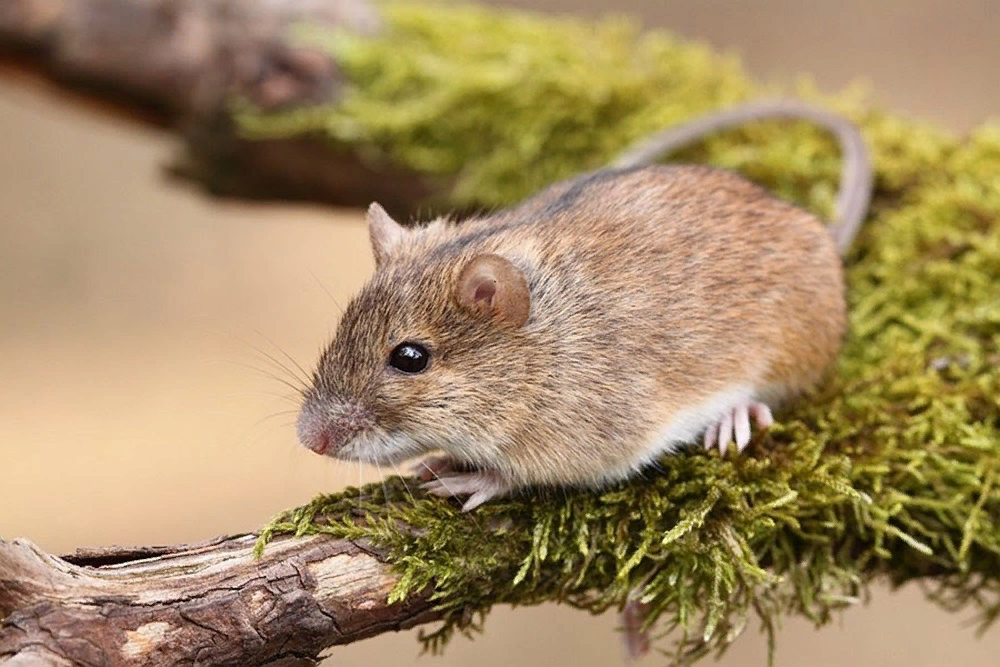 Мышь рост. Степная мышовка. Лесная мышовка Sicista betulina. Мышовка Степная – Sicista subtilis. Лесная мышовка красная книга.