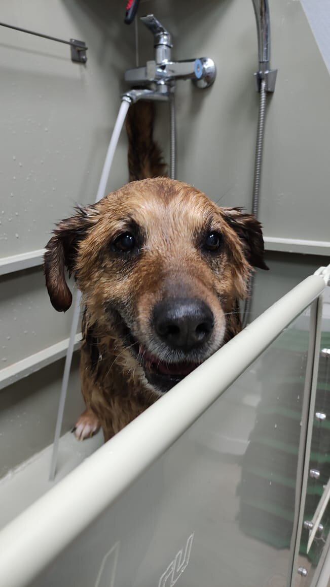 Первый раз в жизни Абраша принимает душ и делает стрижку