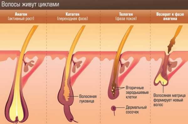 Правда ли, что после бритья волосы начинают расти быстре?