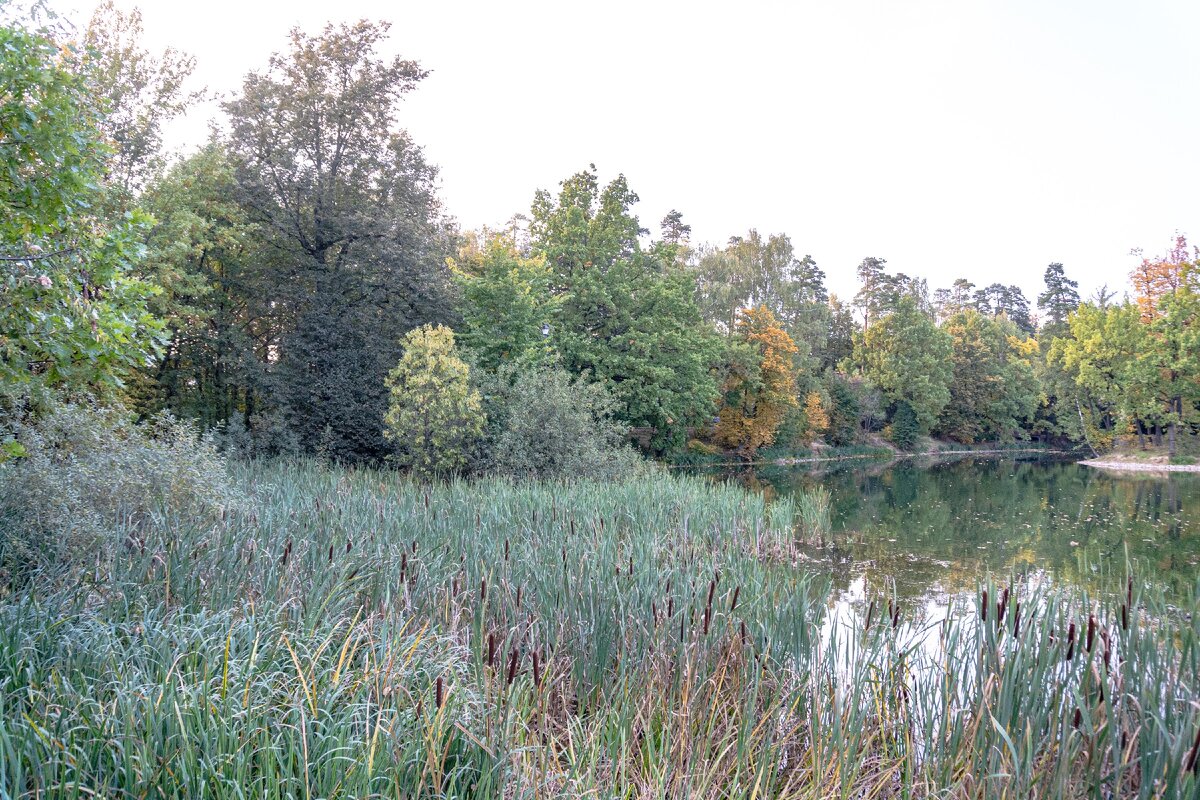 1. Обойдя пруд с севера и с запада, я двигаюсь вдоль южного берега пруда, со стороны которого в некоторых местах растут камыши. Видны деревья на западном берегу пруда и часть круглого острова.