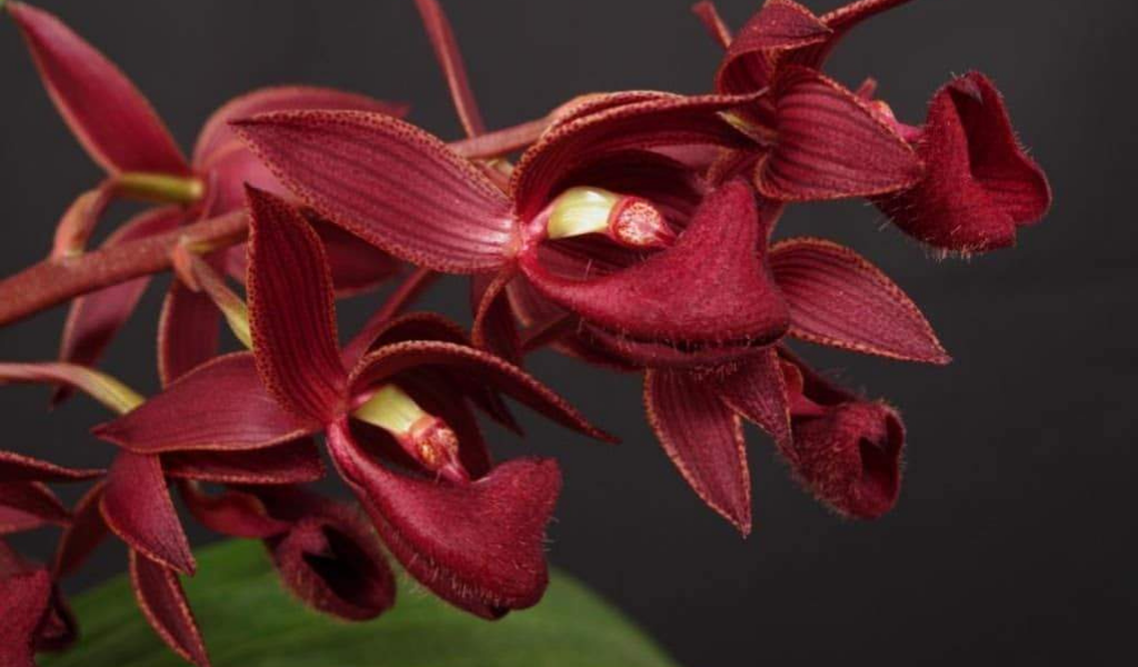 Doritaenopsis Little Peach - Orchids, orchid care substrates, Orchidarium