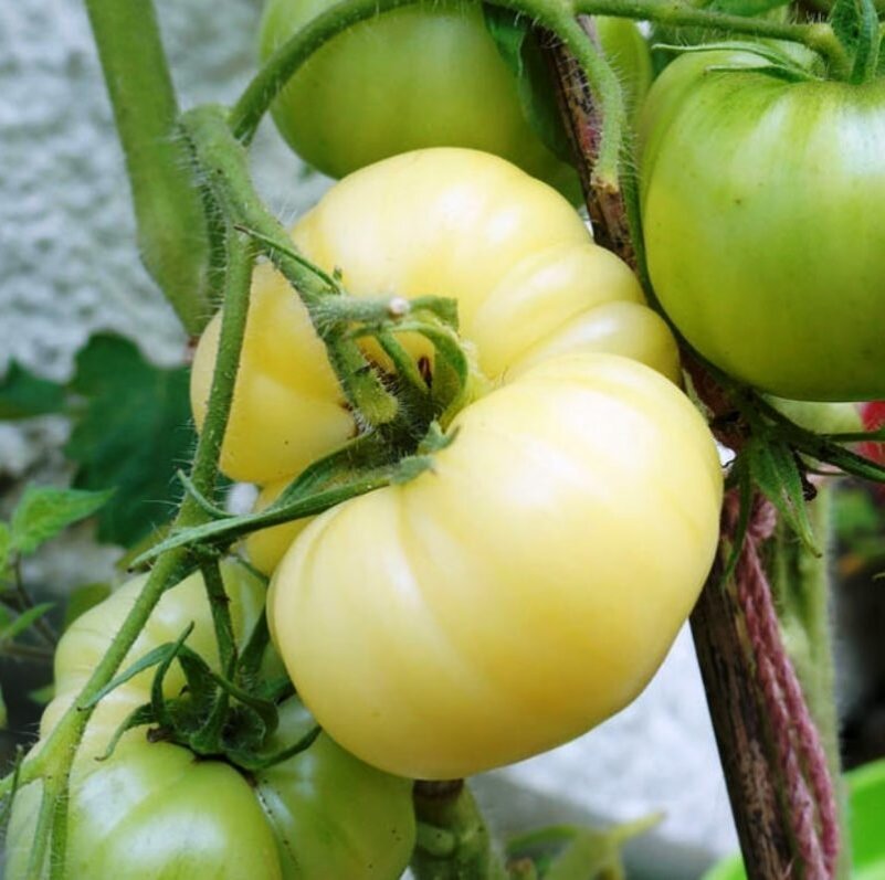  Белые томаты. Иллюстрация для статьи используется с сайта tomaty-pomidory.ru