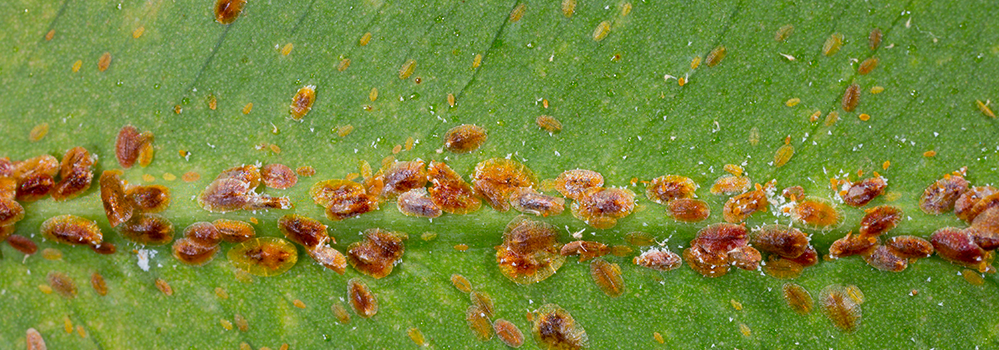 Coccoidea Pest Infestion on Green Leaf Stock Photo - Image of green, agriculture