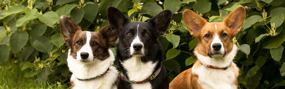 Средние породы собак