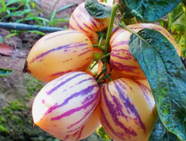 Пепино спелое, можно уже снимать их с куста.