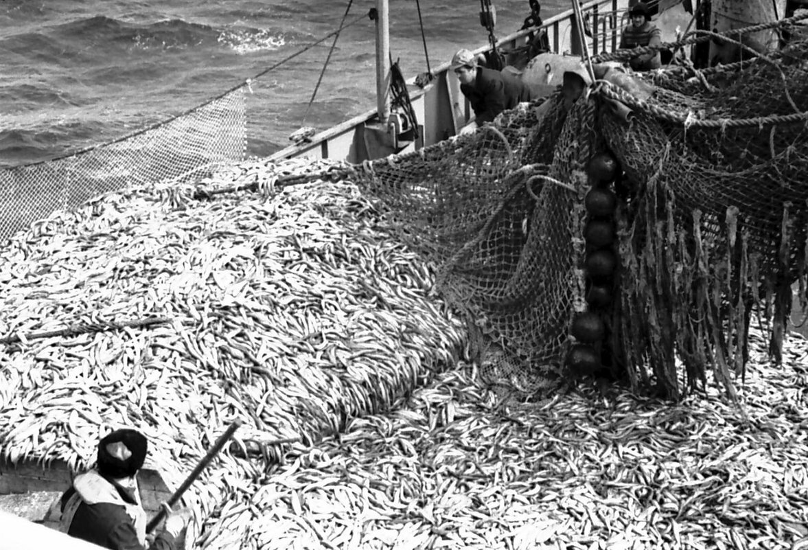 Вылов рыбы у берегов Сахалина.. В "Советские" времена 70-х годов..Фото "Фото/Кто"..