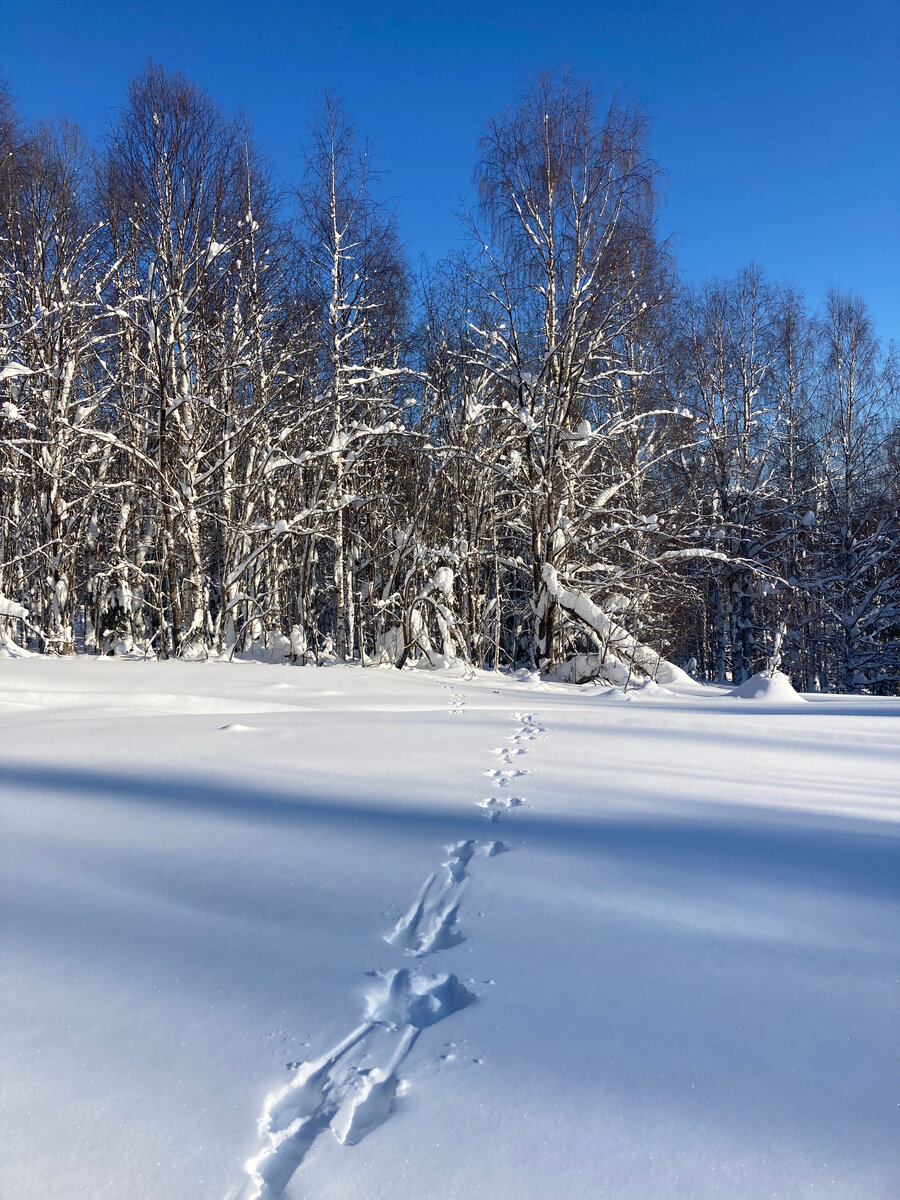 Следовая дорожка зайца на свежей снежной целине на пути к обзорной скале